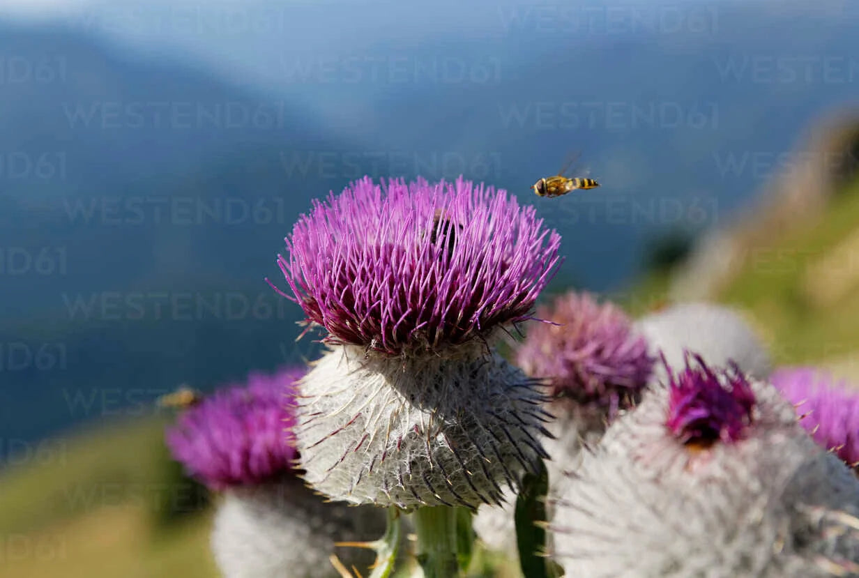 Woolly Thistle Seeds - 200+ Pack for Garden Planting - Cirsium lanatum - USA Grown