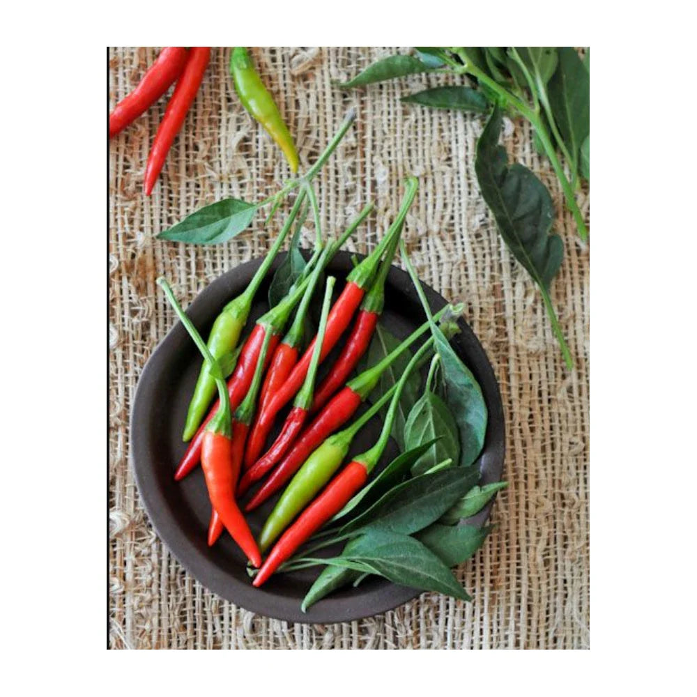 Thai "Prik-Mun" Pepper Seeds | Non-GMO | Fresh Garden Seeds | Capsicum annuum