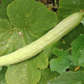 Pale Armenian Cucumber Seeds 50+ Long Snake Serpent Vegetable Cucumis melo USA FREE SHIPPING