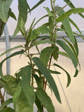 Lemon Scented Gum Eucalyptus Live Plant 6" Pot Corymbia citriodora Aromatic Evergreen Tree with Citrus Fragrance