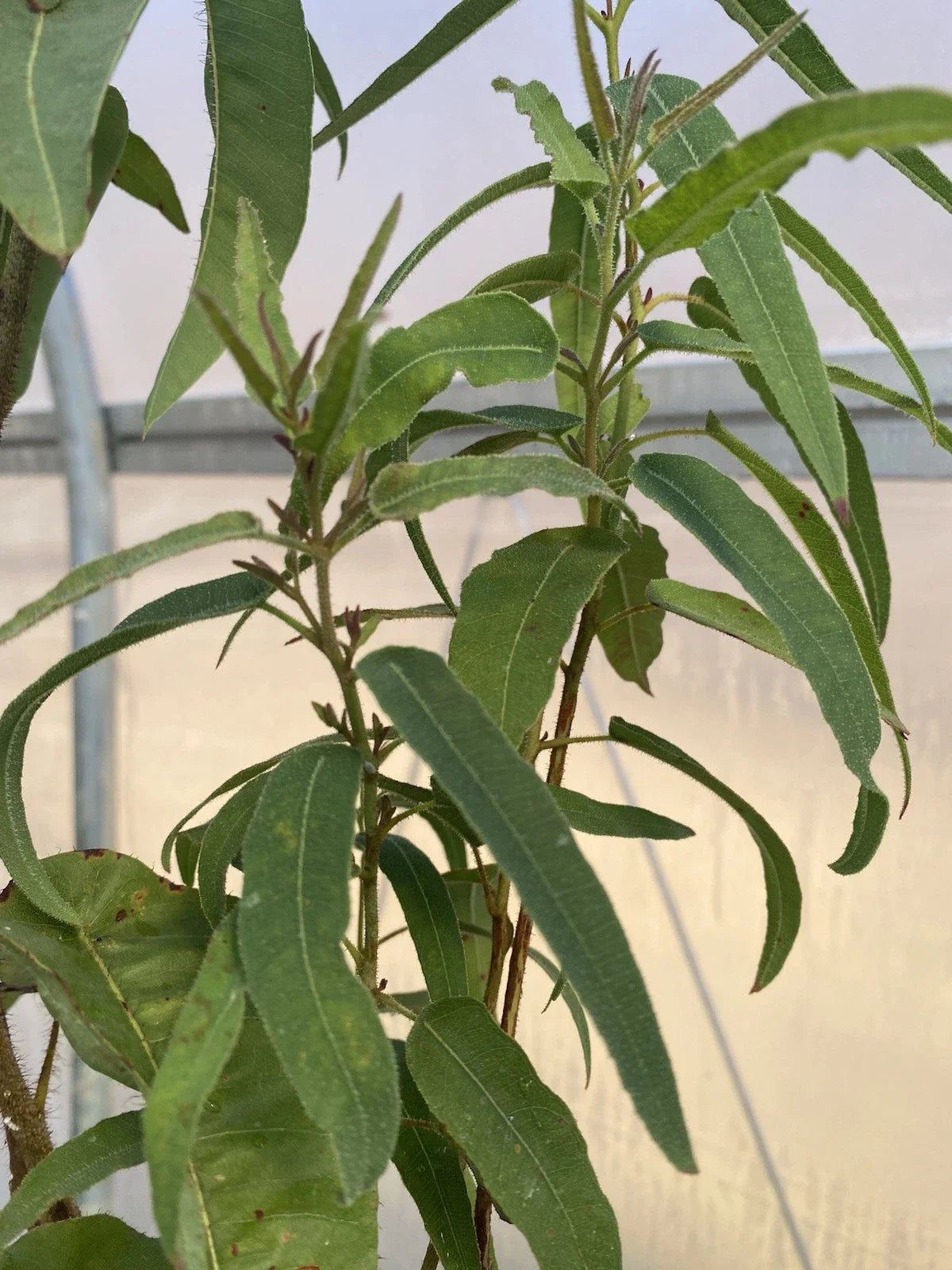 Lemon Scented Gum Eucalyptus Live Plant 6" Pot Corymbia citriodora Aromatic Evergreen Tree with Citrus Fragrance