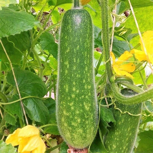 Fuzzy Hair Melon Seeds - Wax Gourd Hairy Squash - Cucurbita maxima - Ideal for 2025 Planting