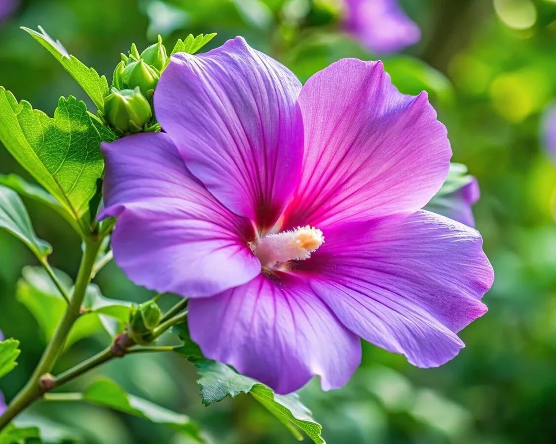 Purple Hibiscus Plant Seedling - One Rooted Plant - Vibrant Purple Flowers - Hibiscus sabdariffa