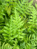 Leatherwood Fern | Bare-root | Fast-Growing Evergreen | Dicksonia antarctica