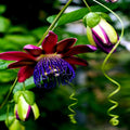 Giant Granadilla Seeds - 10 Pack - Passiflora quadrangularis - Passionfruit Flower Plant Seeds