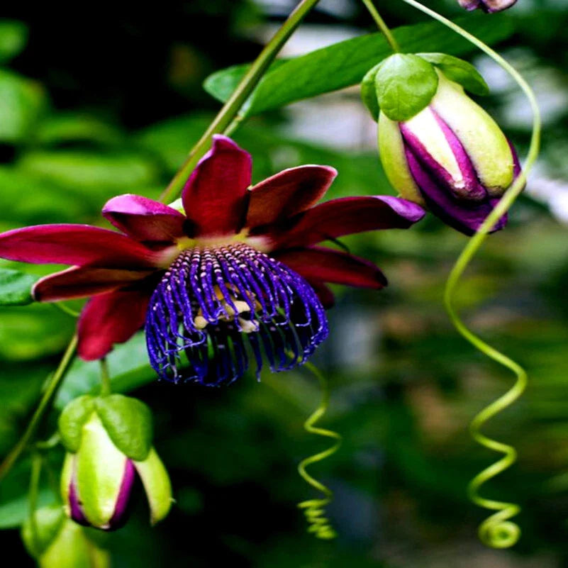 Giant Granadilla Seeds - 10 Pack - Passiflora quadrangularis - Passionfruit Flower Plant Seeds
