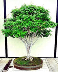 Japanese Grey Bark Elm Tree Seeds - 10 Pack - Fast Growing Bonsai - Zelkova serrata