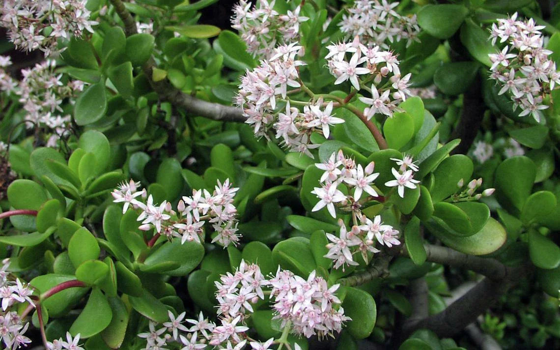 Green Jade Succulent Cuttings - Crassula Argentea - 10 Healthy Plant Cuttings for Propagation and Gardening