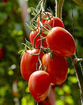 Rio Grande Tomato Seeds - 10+ Organic Heirloom Non-GMO Seeds - Perfect for Home Gardening