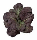 Red Giant Mustard Seeds - Heirloom Non-GMO - Brassica Juncea - Organic Gardening Seeds with Tracking