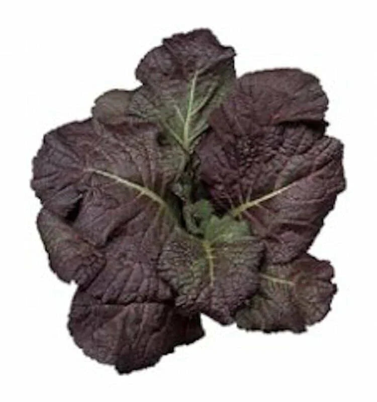 Red Giant Mustard Seeds - Heirloom Non-GMO - Brassica Juncea - Organic Gardening Seeds with Tracking