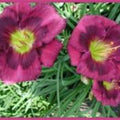 Beaming Blessings Daylily - 3 Bareroot Plants with New Sprouts - Hemerocallis 'Beaming Blessings'