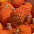 Heirloom Pumpkin Seeds - Red Warty Popcorn Knucklehead Variety for Decoration & Edible Use - Cucurbita pepo