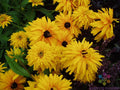 Double Golden Gloriosa Rudbeckia Seeds - 200+ Count - Perennial Flower Seeds for Garden - Rudbeckia hirta