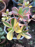 Rainbow Jade Cuttings - Crassula Ovata "Siempre Viva" - Rare Money Tree Plant with Blooms