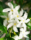 Green Confederate Star Jasmine Plant 6-8" Tall Trachelospermum Climber No Pot