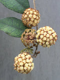 Hoya finlaysonii Rooted Plant 2.5" Pot Live Houseplant