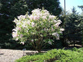 Early White Lilac Seeds | 50+ Seeds | Prized for Bonsai | Syringa vulgaris