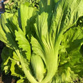 Da Ping Pu Mustard Green Seeds - Small Head Swatow Heart Bao - Brassica juncea - Ideal for 2025 Planting