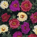 Moss Rose Seeds - 100 Dark Mix Perennial Flower Seeds - Portulaca grandiflora - USA Seller