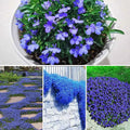 Creeping Thyme Seeds - 250+ Seeds - Blue Ground Cover - Thymus serpyllum