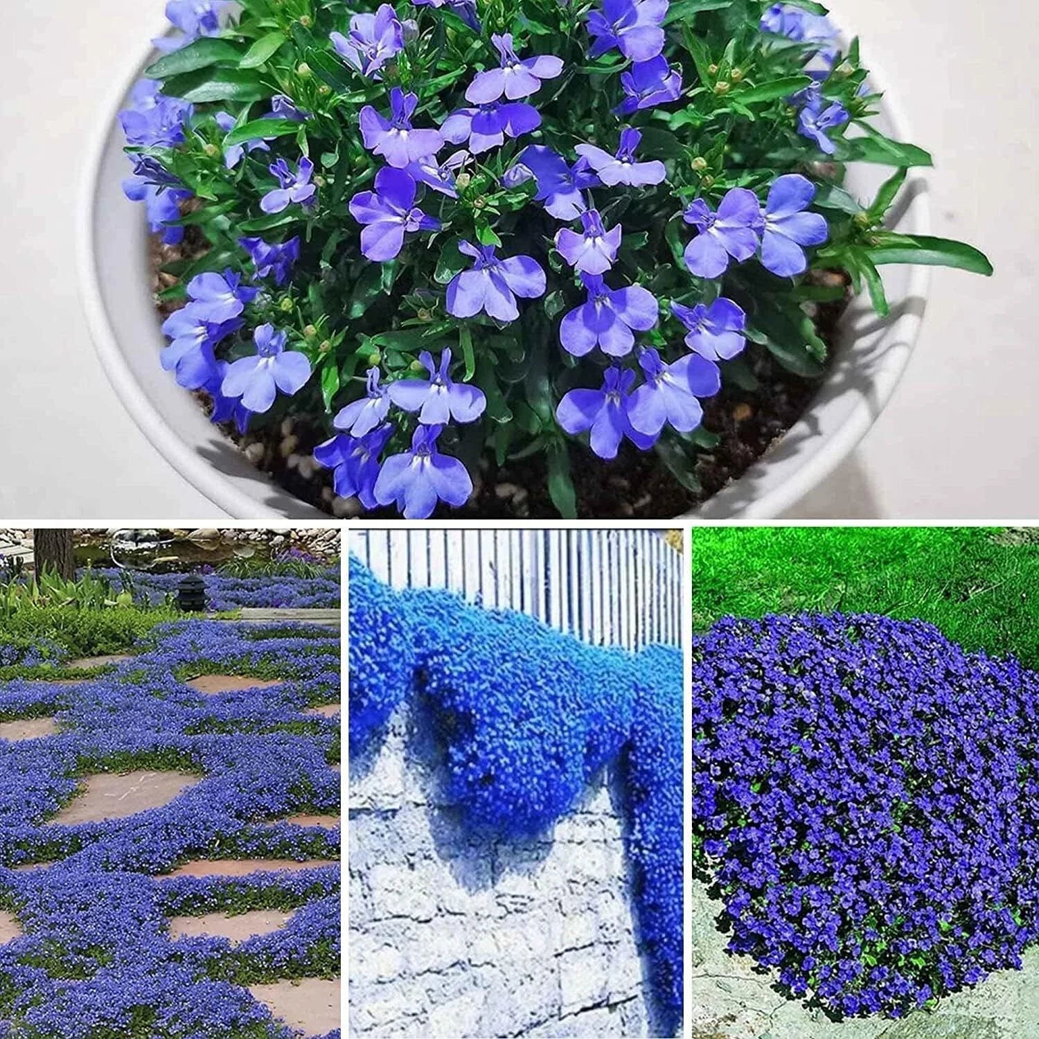Creeping Thyme Seeds - 250+ Seeds - Blue Ground Cover - Thymus serpyllum