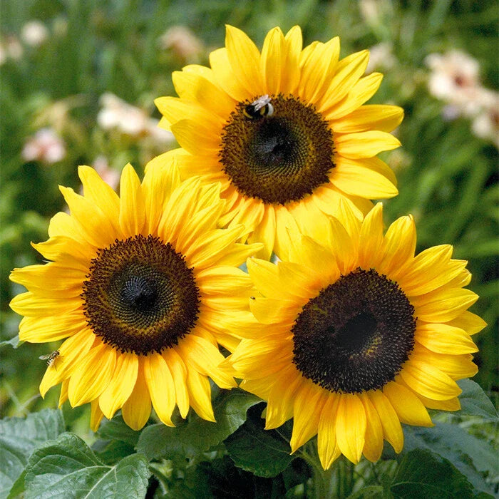 Sunflower Seeds - Grey Striped Mammoth Variety - Fresh Non-GMO Seeds - Helianthus annuus