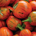 Turkish Orange Eggplant Seeds 50+ Count, Asian Culinary Vegetable Garden, Solanum melongena