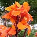 Orange Canna Lily Plant - Tropical Perennial Flower - Canna indica