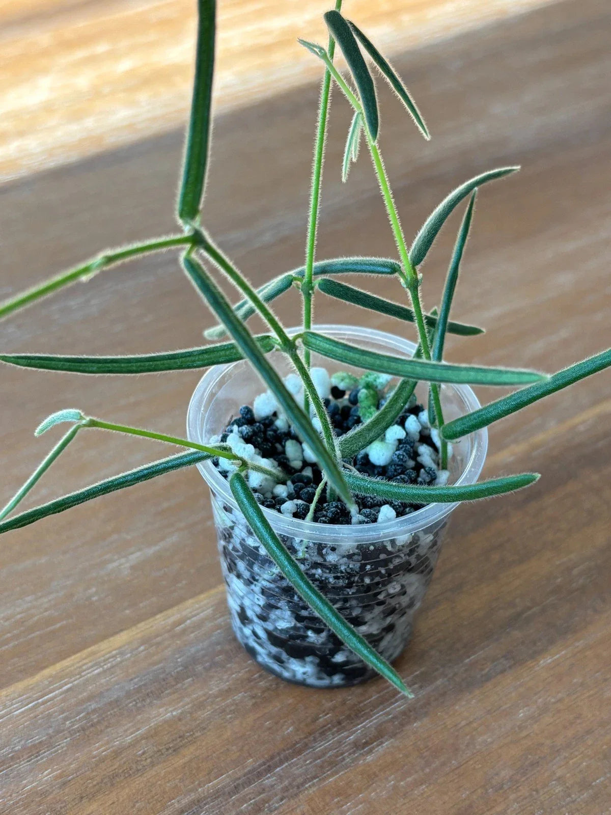 Hoya Cuttings Set of 6 | Rare Wax Plants | Perfect for Plant Lovers | Hoya spp.