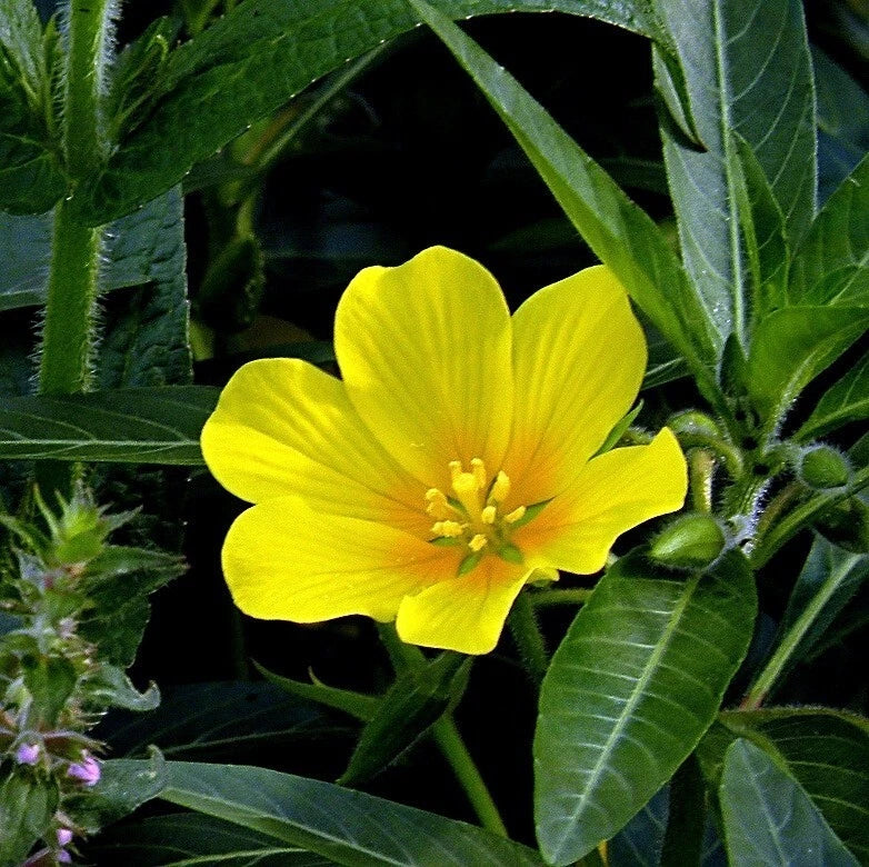 Creeping Primrose Plant, Bareroot, Yellow Flowers, Primula repens, Water Garden, Hardy Zones 5-10, Free Shipping