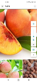 Peach Tree Seeds 6-Pack Dwarf Loring Nemaguard Prunus persica Fast Growing Cold Hardy Edible Fruit Plant