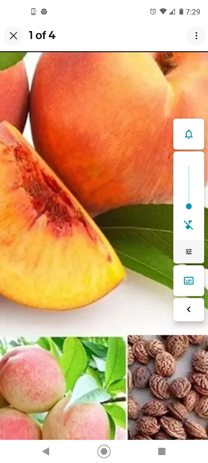 Peach Tree Seeds 6-Pack Dwarf Loring Nemaguard Prunus persica Fast Growing Cold Hardy Edible Fruit Plant