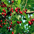 Sweet Mazzard Cherry Tree Seeds - Edible Fruit, Fast Growing, Hardy in Zone 4 - Prunus avium