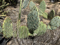 Prickly Pear Cactus Plant - 4 inch Pot - Opuntia spp. - Drought-Tolerant Succulent for Indoor/Outdoor Gardens
