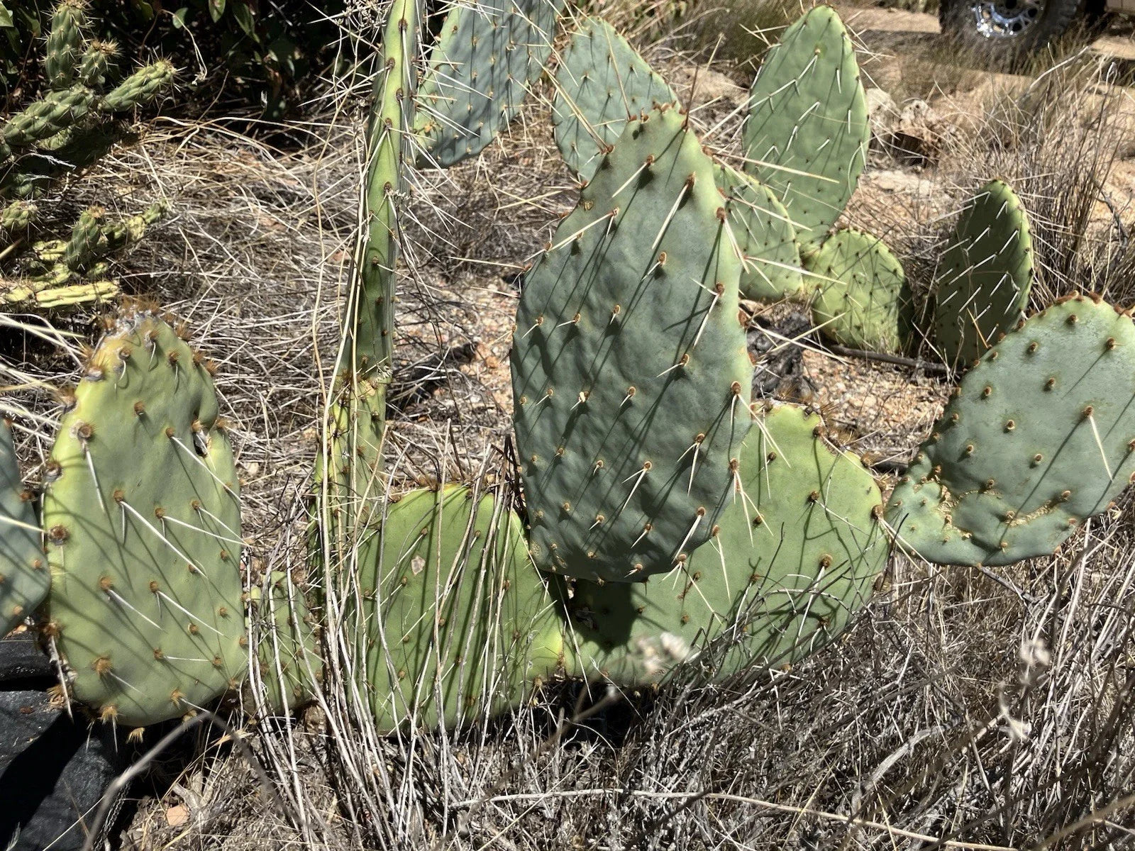 Prickly Pear Cactus Plant - 4 inch Pot - Opuntia spp. - Drought-Tolerant Succulent for Indoor/Outdoor Gardens