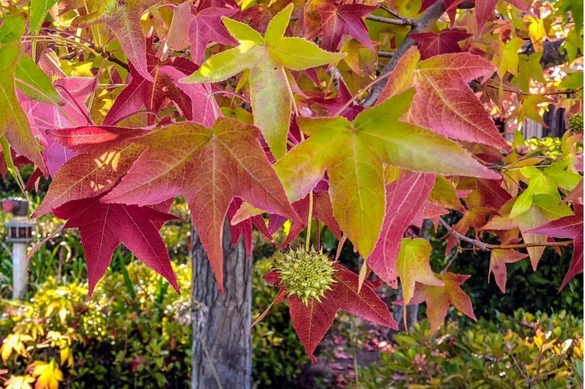 Sweet Gum Tree Seeds - Vibrant Fall Colors - Liquidambar styraciflua - Sz 10-100 for Outdoor and Bonsai Cultivation