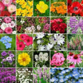 Wildflower Seed Mix | Heirloom Non-GMO | Partial Shade | Annual & Perennial Seeds for Gardens