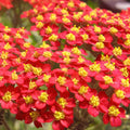 Red Yarrow Seeds | Non-GMO | Herbal Garden Plant | Achillea millefolium