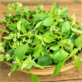 Lemon Basil Seeds - 200 Count Non-GMO Seed Pack - Unique Culinary Herb - Ocimum basilicum var. citriodorum