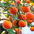Live American Persimmon Tree 12-24in Diospyros virginiana Bare Root Deciduous Fruit Tree for Garden or Orchard