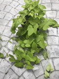Sweet Potato Vine Plants - 6 Fresh Root Cuttings - Easy to Grow Green Foliage - Ipomoea batatas