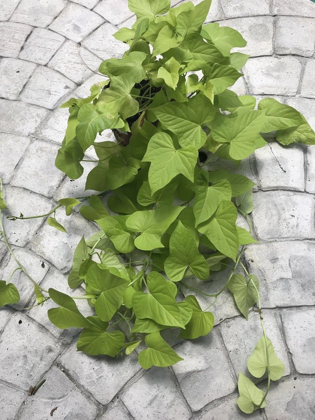 Sweet Potato Vine Plants - 6 Fresh Root Cuttings - Easy to Grow Green Foliage - Ipomoea batatas