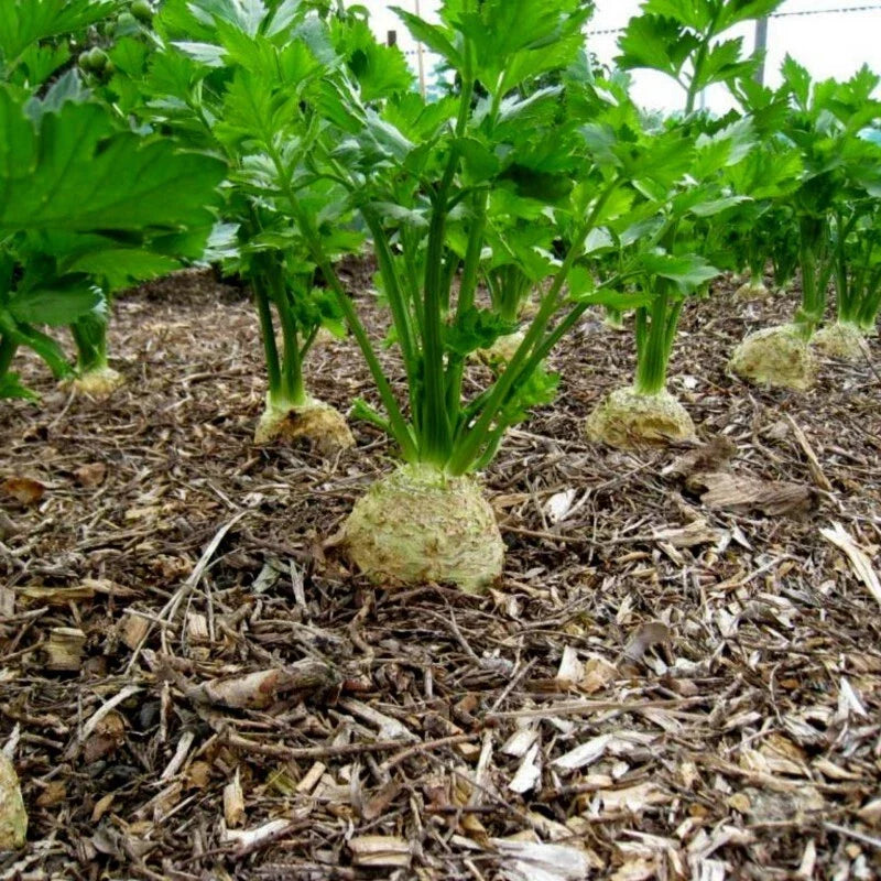 Giant Prague Celeriac Seeds 500+ Non-GMO Vegetable Garden Seeds (Apium graveolens var. rapaceum) USA Free Shipping