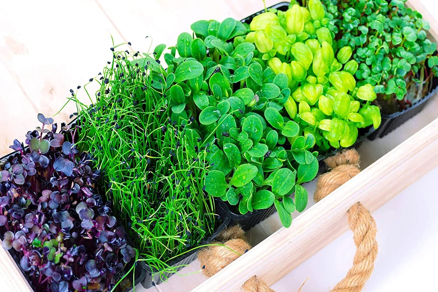 Microgreens Mix - 5 Varieties - Basil, Onion, Radish, Alfalfa, Wheatgrass - Nutrient-Dense Sprouts