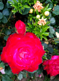 Classic Red Rose Cuttings - 3 Stem Fresh with Lighter Center - Rosa spp.