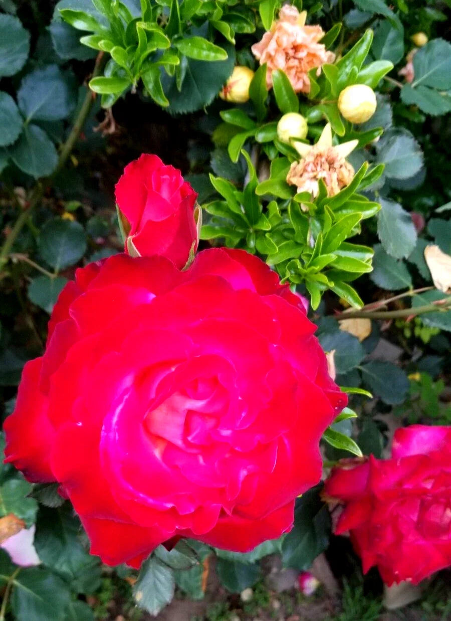 Classic Red Rose Cuttings - 3 Stem Fresh with Lighter Center - Rosa spp.
