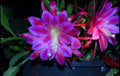 Epiphyllum Orchid Cactus Plant - Midnight Purple Variety - Exotic Houseplant (Epiphyllum)