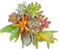 Large Succulent Cuttings 4-6" Mixed Varieties, 10 Healthy Easy Root Succulents for DIY Planting