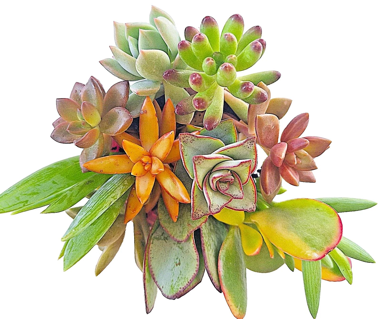 Large Succulent Cuttings 4-6" Mixed Varieties, 10 Healthy Easy Root Succulents for DIY Planting